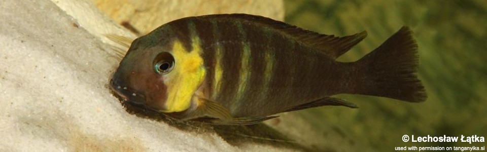 Tropheus sp. 'lukuga' Kabimba<br><font color=gray>Tropheus brichardi 'Kabimba'<br>(Canary Cheek)</font> 