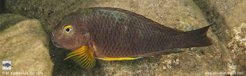 Tropheus sp. 'lukuga' Karilani Island<br><font color=gray>Tropheus brichardi 'Karilani Island'<br>(Goldfin)</font> 