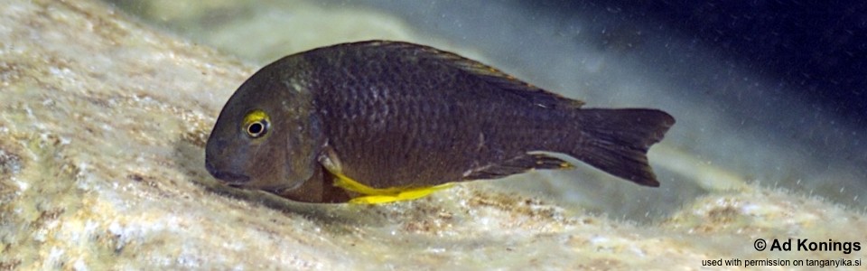 Tropheus sp. 'lukuga' Katenga<br><font color=gray>Tropheus brichardi 'Katenga'</font> 