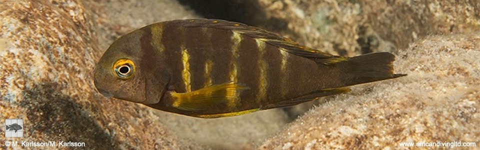 Tropheus sp. 'lukuga' Lufungu Bay<br><font color=gray>Tropheus brichardi 'Lufungu Bay'</font> 