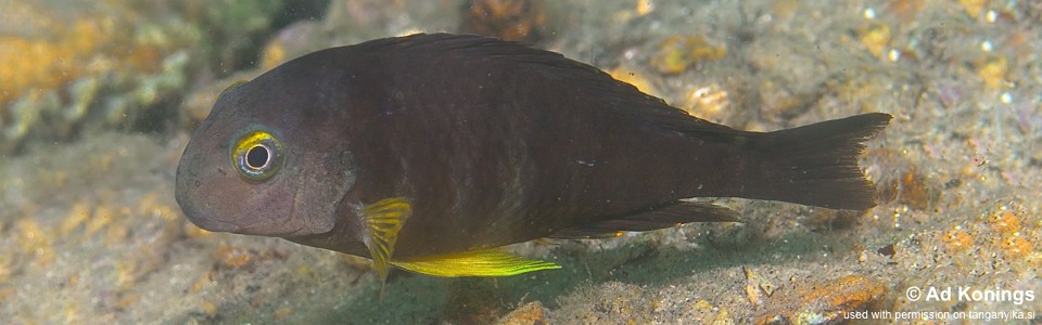 Tropheus sp. 'lukuga' Musofwe Bay<br><font color=gray>Tropheus brichardi 'Musofwe Bay'</font> 