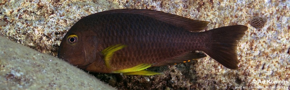 Tropheus sp. 'lukuga' Pasagulu Point<br><font color=gray>Tropheus brichardi 'Pasagulu Point'</font> 