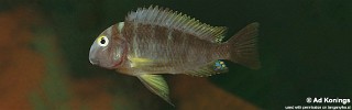 Tropheus sp. 'lukuga' Kalemie.jpg