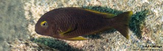 Tropheus sp. 'lukuga' Kibige Island.jpg