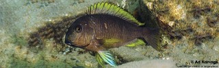 Tropheus sp. 'lukuga' Kitoke.jpg