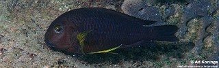 Tropheus sp. 'lukuga' Magambo.jpg