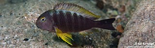 Tropheus sp. 'lukuga' Miyako Point.jpg