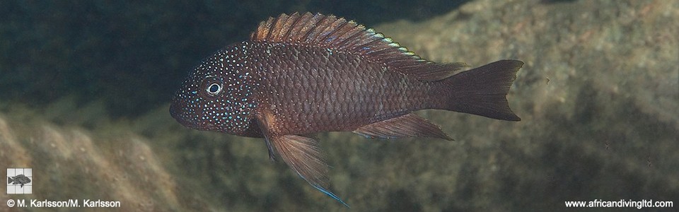 Tropheus sp. 'murago tanzania' Wampembe