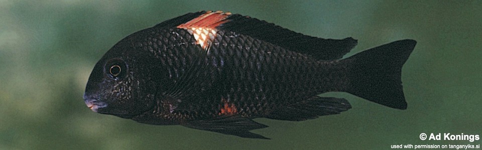 Tropheus sp. 'black' Gitaza<br><font color=gray>Red Brabant; Red Saddle</font>