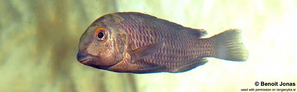 Tropheus sp. 'black' Kashekezi