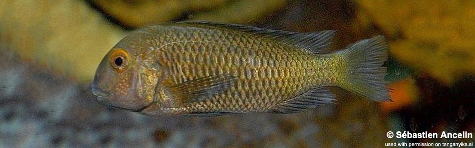 Tropheus sp. 'black' Kashombe