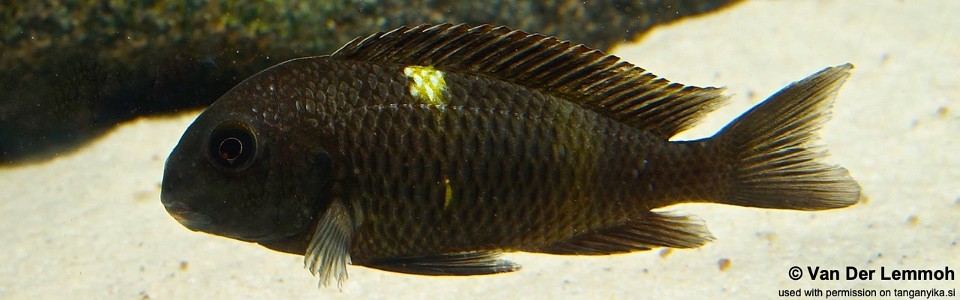 Tropheus sp. 'black' Lueba