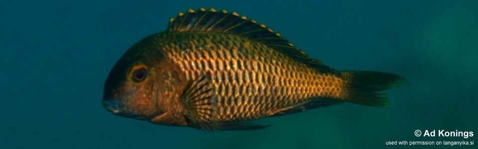 Tropheus sp. 'black' Luhanga