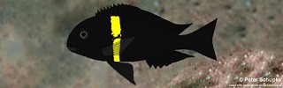 Tropheus sp. 'black' Cape Banza.jpg