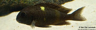 Tropheus sp. 'black' Lueba.jpg