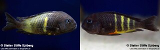 Tropheus Muzimu Green 'Muzimu'.jpg