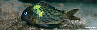 Tropheus sp. 'crescentic' Maswa Point.jpg