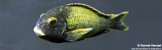 Tropheus sp. 'kaiser'! Kushangaza.jpg