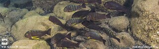 Tropheus sp. 'lukuga' Magambo Island.jpg