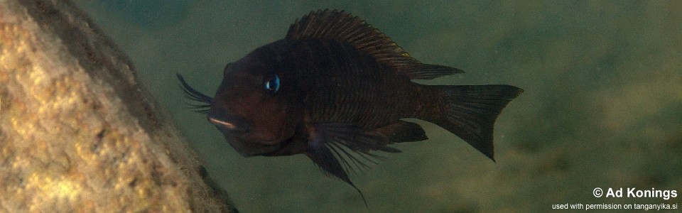 Tropheus sp. 'mpimbwe' Kabwe