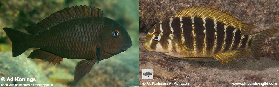 Tropheus sp. 'mpimbwe' Kansombo