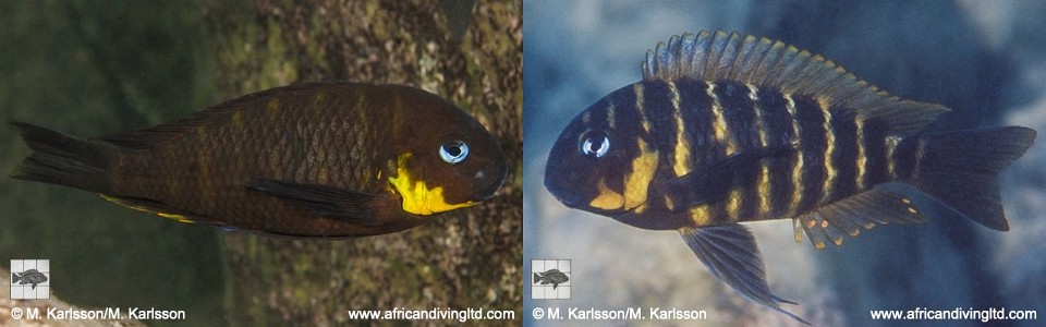 Tropheus sp. 'mpimbwe' Mwaka (Korongwe Bay) <br>(Dahabu Yellow Cheek)