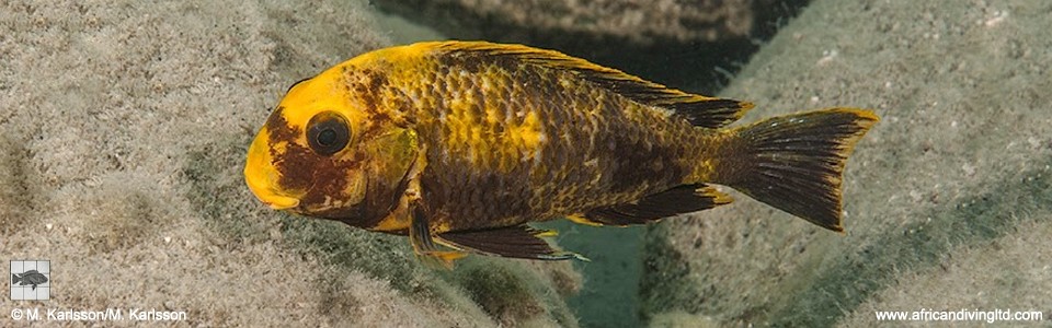 Tropheus sp. 'mpimbwe' Udachi (Golden Kushangaza)