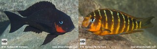 Tropheus sp. 'mpimbwe' Katondo Point.jpg