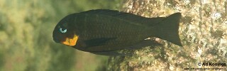 Tropheus sp. 'mpimbwe' Shashete Bay.jpg