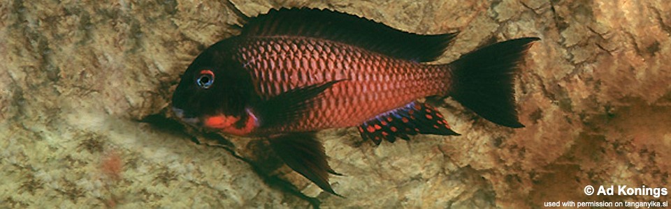 Tropheus sp. 'red' Livua