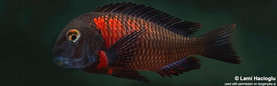 Tropheus sp. 'red' Lunangwa South