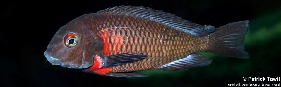 Tropheus sp. 'red' Lupota