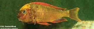 Tropheus sp. 'red' Cape Kachese (Golden Kazumba) Kushangaza.jpg