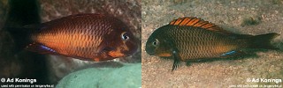 Tropheus sp. 'red' Cape Kachese.jpg