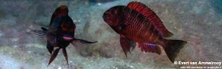 Tropheus sp. 'red' Chibwensolo.jpg