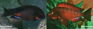 Tropheus sp. 'red' Chimba.jpg