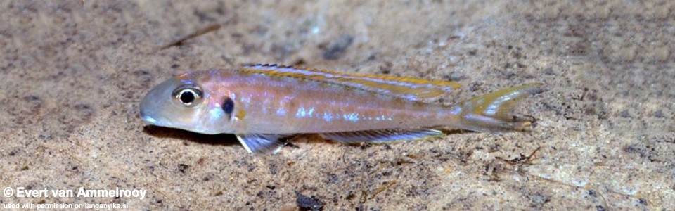 Xenotilapia bathyphilus 'Gombe NP'