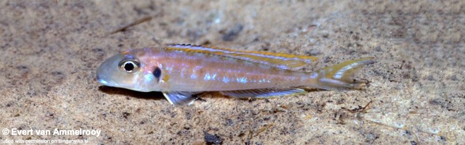 Xenotilapia bathyphilus 'Gombe Stream NP'