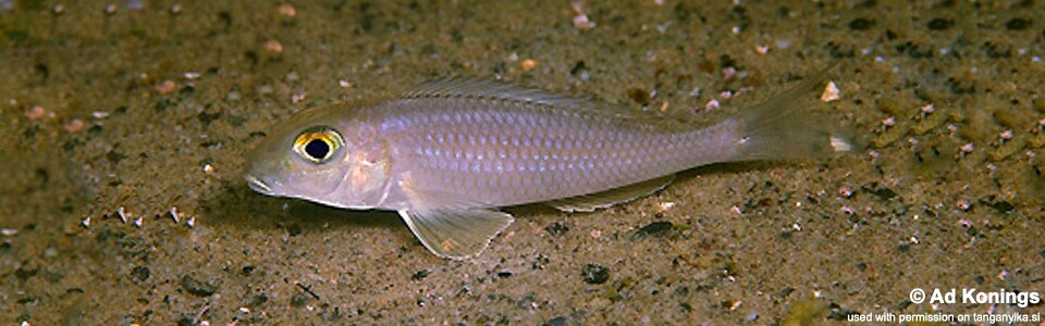 Xenotilapia boulengeri 'Isanga Bay'