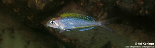 Xenotilapia flavipinnis 'Mutondwe (Crocodile) Island'.jpg