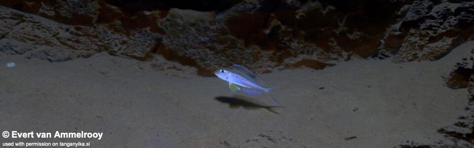 Xenotilapia nasus 'Gombe Stream NP'