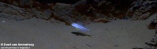 Xenotilapia nasus 'Gombe Stream NP'.jpg