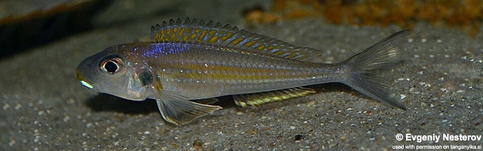 Xenotilapia sp. 'bathyphilus yellow' Isanga Bay