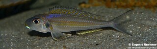 Xenotilapia sp. 'bathyphilus yellow' Isanga Bay.jpg