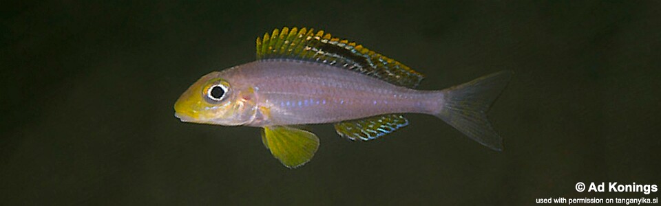 Xenotilapia sp. 'papilio sunflower' Isanga Bay