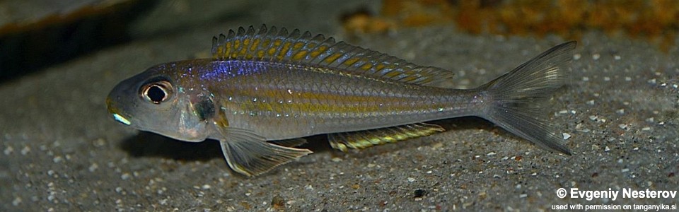 Xenotilapia sp. 'bathyphilus yellow' Isanga