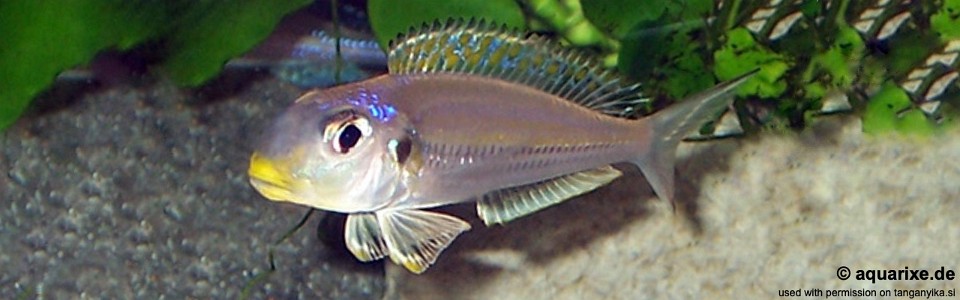 Xenotilapia sp. 'bathyphilus yellow' Kambwimba