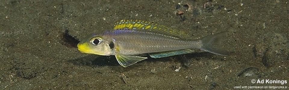 Xenotilapia sp. 'bathyphilus yellow' Kasongola