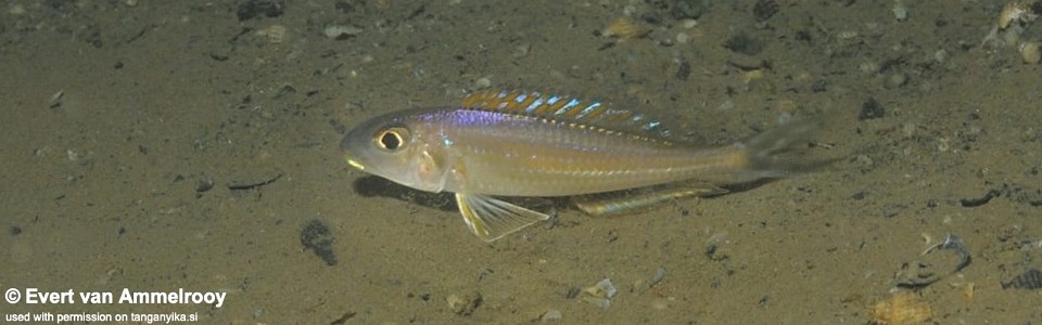 Xenotilapia sp. 'bathyphilus yellow' Kombe