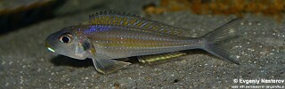 Xenotilapia sp. 'bathyphilus yellow' Isanga Bay.jpg
